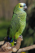Blaustirnamazone
