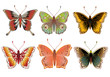 butterflies