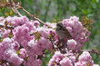 Spatz auf Kirschbaum