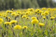 Dandelions