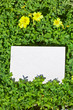 levél [wood_sorrel] _018
