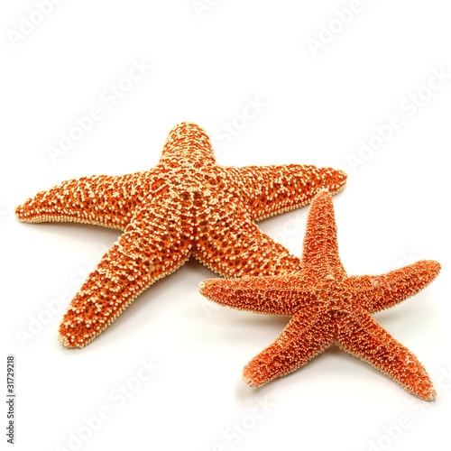 Photo: 2 Seesterne 2 Seesterne