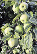 green apples