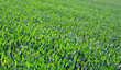 Foto: Getreide im Frühling Getreide im Frühling