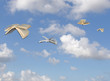 Flying books