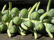 Brussels sprouts on the stem