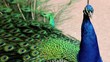 (1255a) A Day at the Zoo Series Peacock Displaying Feathers