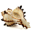 Meeresschnecke