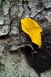 yellow leaf on the bark of the tree