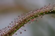 Plante carnivore