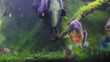 fish in an aquarium