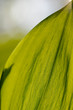 Green leaf