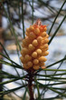 Flor masculina de pino, pinus
