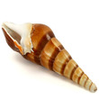 Meeresschnecke