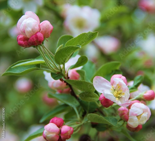 Foto: Knospe der Apfelblüte Knospe der Apfelblüte
