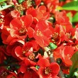 Gartenblumen