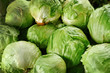 Lechuga Batavia