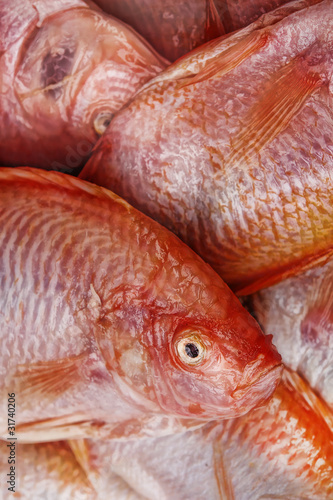 Photo: Tilapia roja bacalao Tilapia roja bacalao