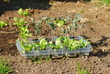 Gartenarbeit