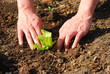 Gartenarbeit