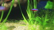 fish in an aquarium
