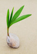 Coconut sprout