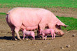 Schweine