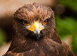 Wüstenbussard