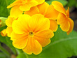 Photo: orange/ yellow primulas orange/ yellow primulas