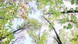 grüne blätter - wald - holz - woods - leaves