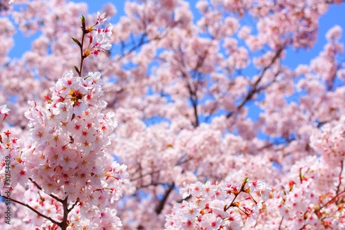 Foto: 夢のあと 夢のあと