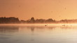 Pair of swans floating on the morning sunrise