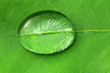 morgentau auf blatt
