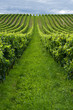 Rows of grapes