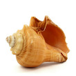 Photo: Meeresschnecke Meeresschnecke
