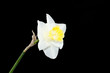 Daffodil