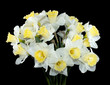 Daffodil