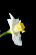 Daffodil