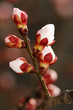 Flowering Tree Flowering Tree