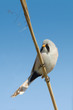 bearded tit, male - reedling (Panurus biarmicus)