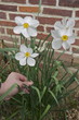 Narcisses Narcisses