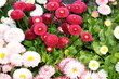Blume