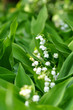 Mayflowers green leafs Mayflowers green leafs