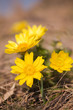 Foto: Adonis vernalis Adonis vernalis