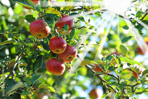 Foto: Äpfel 122 Äpfel 122