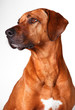 Foto: Rhodesian Ridgeback Rhodesian Ridgeback