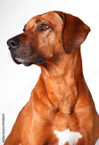 Photo: Rhodesian Ridgeback Rhodesian Ridgeback