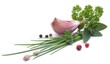 Gartenkräuter, Knoblauch
