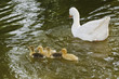 Familia de ocas