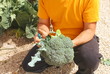 cosecha de brocoli cosecha de brocoli